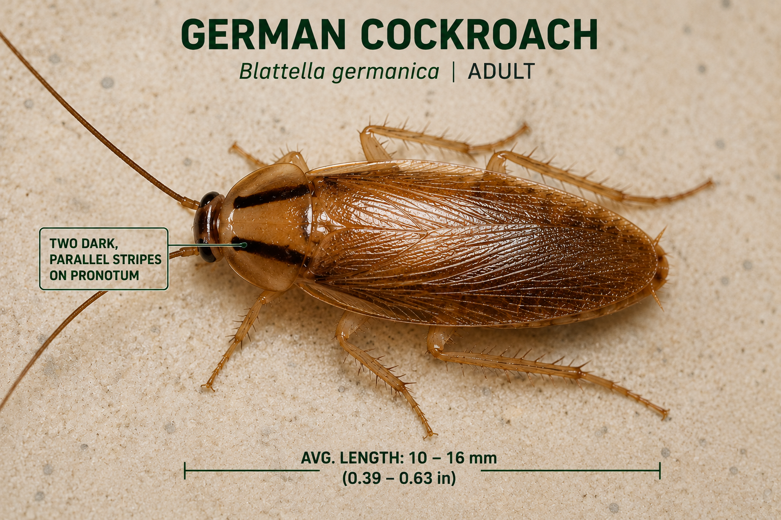 German cockroach adult showing two parallel dark stripes on the pronotum
