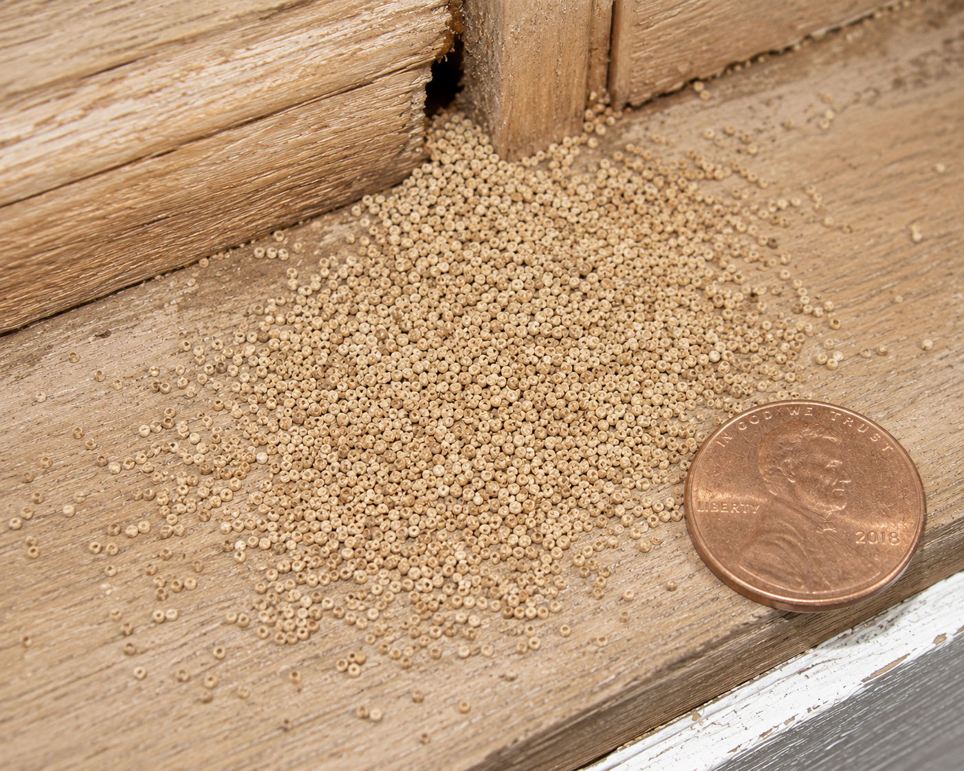 Drywood termite hexagonal fecal pellets (frass) accumulated below a kickout hole — the key field diagnostic for Cryptotermes brevis