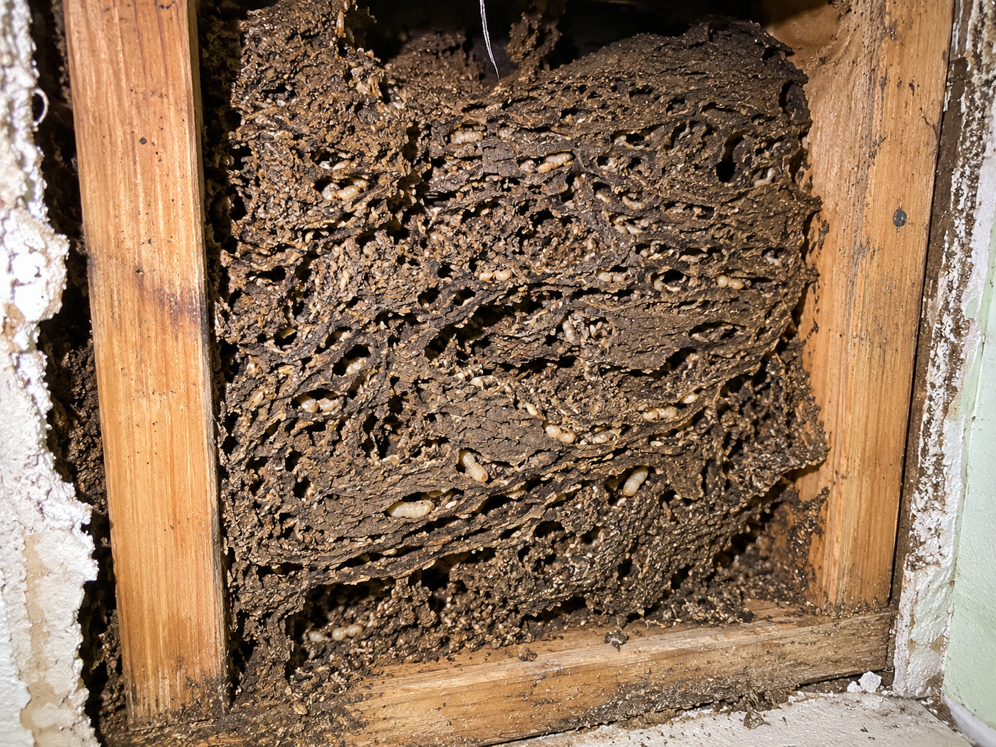Formosan subterranean termite carton nest exposed in a wall void, showing the dark sponge-like mass of chewed wood and fecal material